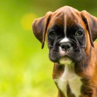 cute puppy dog with green grass bokeh background premium photo