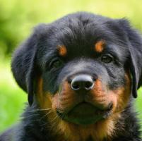 cute puppy dog with green grass bokeh background premium photo