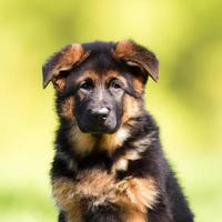 lindo cachorro de perro con hierba verde bokeh de fondo foto premium