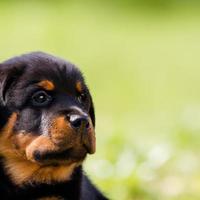 cute puppy dog with green grass bokeh background premium photo