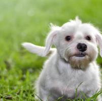 cute puppy dog with green grass bokeh background premium photo