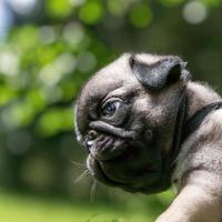 cute puppy dog with green grass bokeh background premium photo