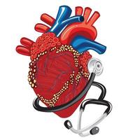 corazón real con estetoscopio. ilustración vectorial vector