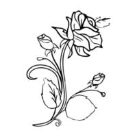 rose flower on a white background vector