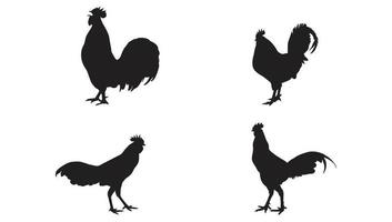 Collection of animal Rooster Silhouette in different poses Free Vector