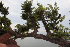 Fallen trees lean on the water's edge, resting on brown stones that decorate and decorate the expansive lakeside gardens as wellness gardens for exercise and relaxation. photo