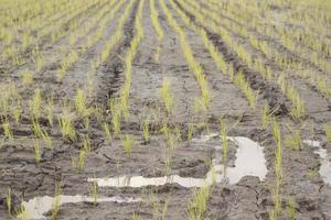 green rice plants grown in the rice fields are ready to be harvested soon for distribution and export across Asia-Europe for the production of starch and foodstuffs as a Thai rice variety. photo