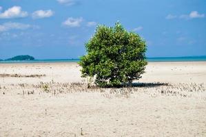 the beauty of Tanjung Tinggi beach, Laskar Pelangi, Belitung, Indonesia photo