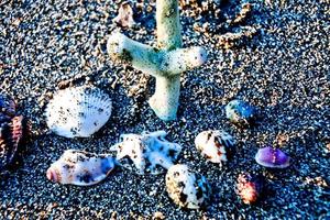 Set of seashells on white sand background photo