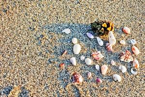 Set of seashells on white sand background photo