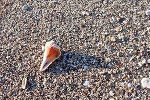 Sand texture. Sandy beach for background photo