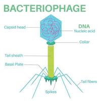 Structure Of The Bacteriophage. vector