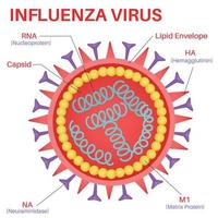 Structure Of The Influenza Virus. vector