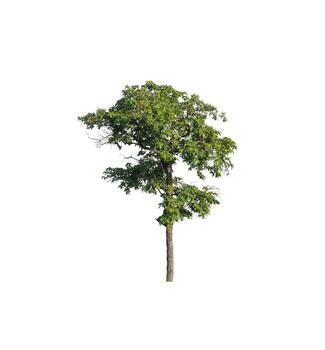 árbol aislado sobre fondo blanco con trazado de recorte y canal alfa sobre fondo negro foto