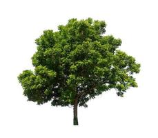 Tree White Background Stock Photos, Images and Backgrounds for Free Download