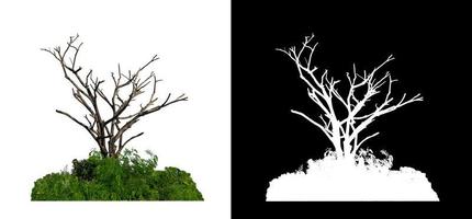 Bush and dead tree isolated on white background with clipping path and alpha channel photo