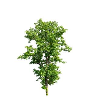 Tree that are isolated on a white background are suitable for both printing and web pages photo