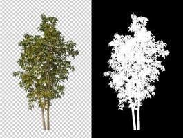 Trees on transparent picture background with clipping path, single tree with clipping path and alpha channel on black background photo