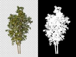 árboles sobre fondo de imagen transparente con ruta de recorte, árbol único con ruta de recorte y canal alfa sobre fondo negro foto