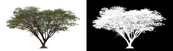 Tree on transparent picture background with clipping path, single tree with clipping path and alpha channel on black background photo