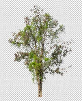Tree on transparent picture background with clipping path, single tree with clipping path and alpha channel photo