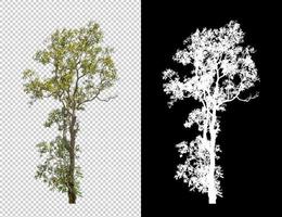 Tree on transparent picture background with clipping path, single tree with clipping path and alpha channel on black background photo