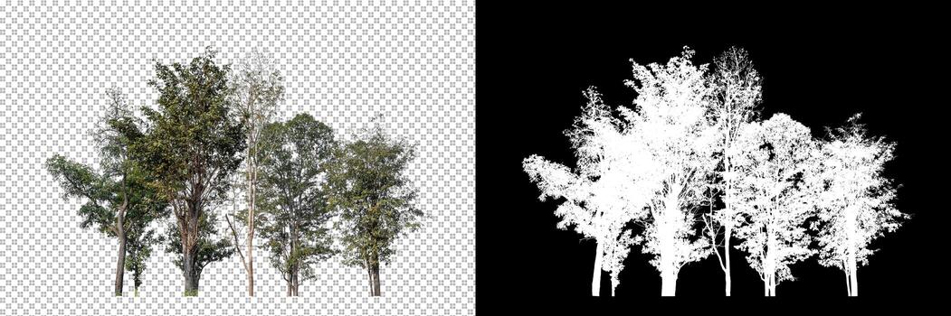 Trees on transparent picture background with clipping path, single tree with clipping path and alpha channel on black background photo