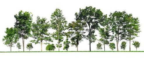 Green trees isolated on white background. forest and leaves in summer rows of trees and bushes photo