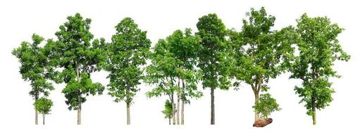 Green trees isolated on white background. forest and leaves in summer rows of trees and bushes photo