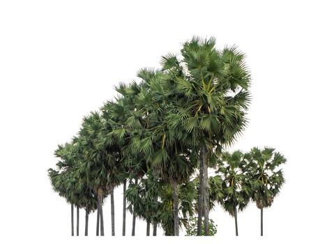Palm tree group. High resolution tree landscape isolated on white background for print and web page with cut paths and alpha channels. photo