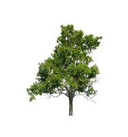 Tree that are isolated on a white background are suitable for both printing and web pages photo