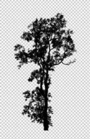 Tree silhouette for brush on transparent background photo