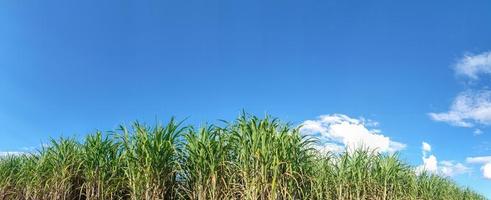 Sugarcane fields and blue sky photo