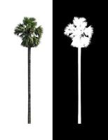 sugar palm  isolated on white background with clipping path and alpha channel on black background photo