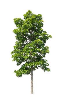 Tree that are isolated on a white background are suitable for both printing and web pages photo