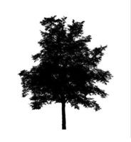 Tree silhouette for brush on white background photo