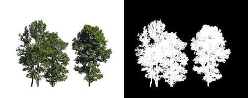 Trees isolated on white background with clipping path and alpha channel on black background photo