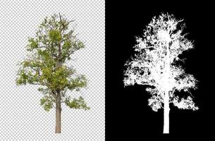 Tree on transparent picture background with clipping path, single tree with clipping path and alpha channel on black background photo