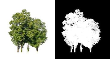 Trees on transparent picture background with clipping path, single tree with clipping path and alpha channel on black background photo