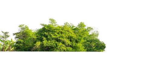 Green Trees isolated on white background.are Forest and foliage in summer for both printing and web pages with cut path and alpha channel photo