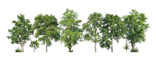 Green trees isolated on white background. forest and leaves in summer rows of trees and bushes photo