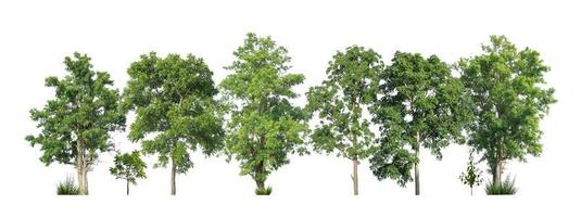 árboles verdes aislados sobre fondo blanco. bosque y hojas en hileras de árboles y arbustos de verano foto