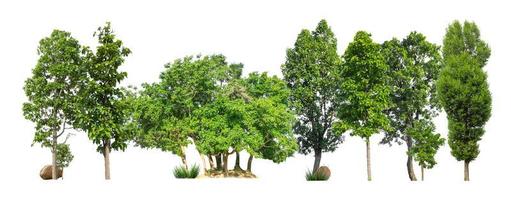 árboles verdes aislados sobre fondo blanco. bosque y hojas en hileras de árboles y arbustos de verano foto