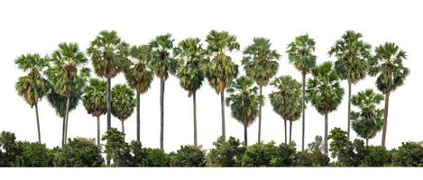 Sugar palm trees isolated on white background photo