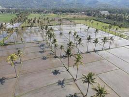 Aerial view of morning in rice field Bali in traditional village photo