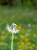 diente de león blanco con semillas a medio volar. fondo macro con bokeh foto