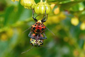 mating indian jewel bug macro close up premium photo