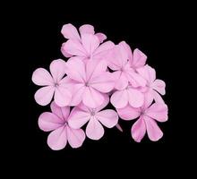 hermosas flores de color rosa-púrpura de cape leadwort o plumbago auriculata. primer plano pequeño ramo de flores de color rosa-púrpura aislado sobre fondo negro. foto