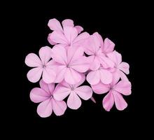 Beautiful pink-purple flowers of Cape leadwort or Plumbago auriculata tree. Close up small pink-purple flower bouquet isolated on black background. photo