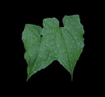 calabaza de hiedra o hoja de coccinia grandis. cierre las hojas verdes exóticas del árbol de hiedra aislado en el fondo negro. vista superior hoja verde. foto